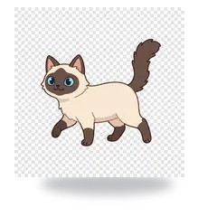 Inanna, gata siamesa de olhos azuis